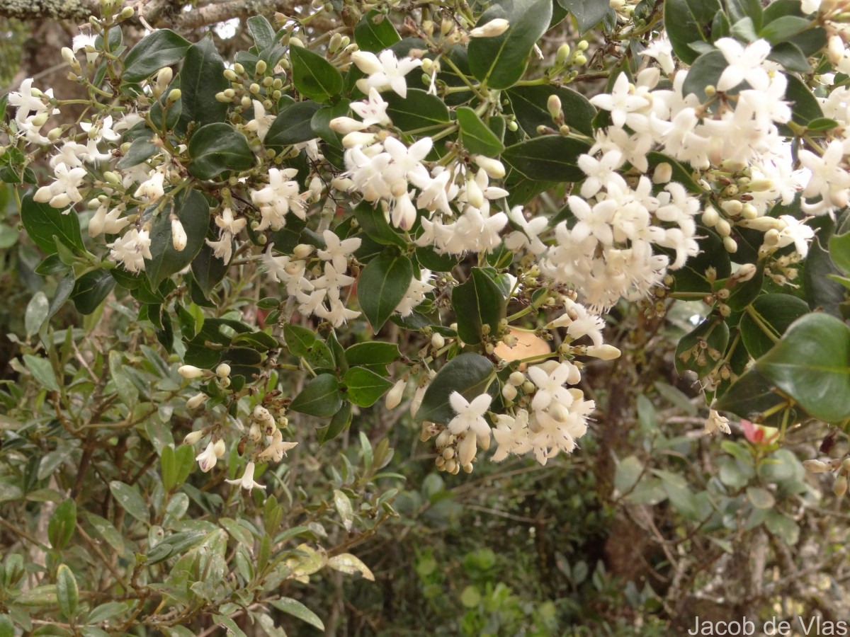 Hedyotis trimenii var. trimenii Deb & Ratna Dutta